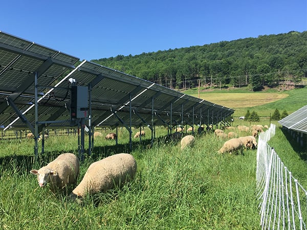 2020 Solar Sheep 3 600x450