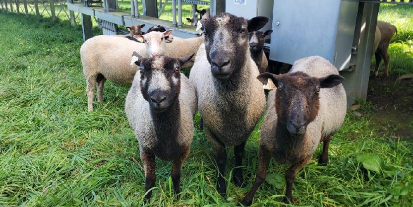 sheep stopped grazing in a solar fields to look at the camea