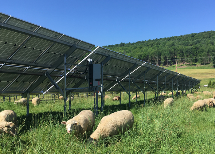 2020 Solar Sheep 700x500
