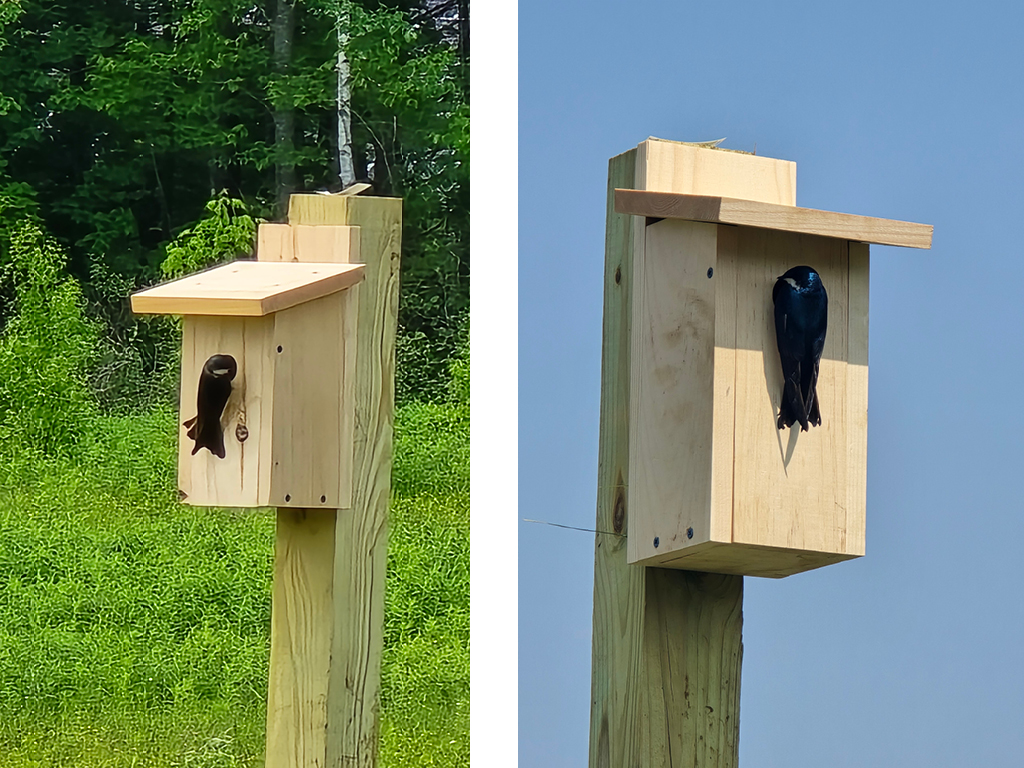 Birds2025