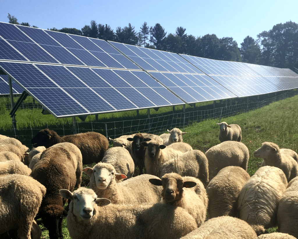Sheep at UVAC Solar Array